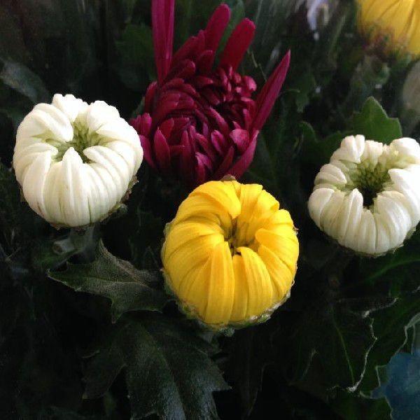 仏花 輪菊のみ4本入 １箱 束入での販売です Rinngikunomi10taba 花卸し吉岡花壇 通販 Yahoo ショッピング