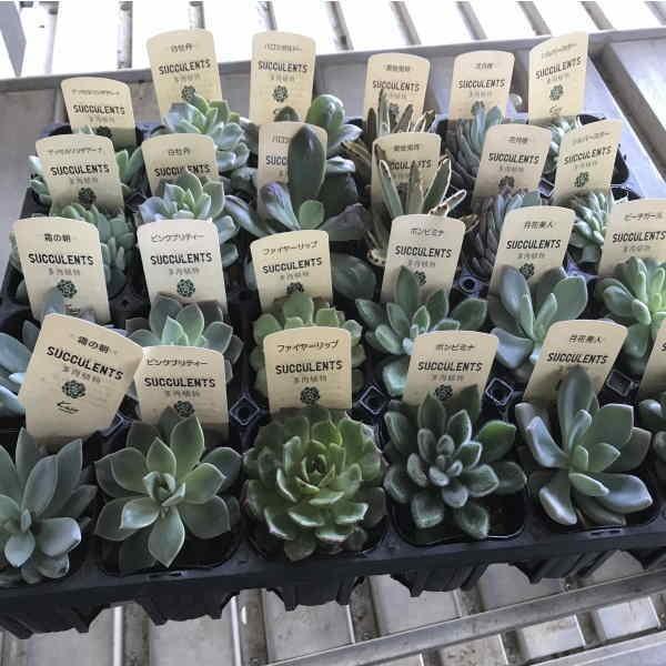 多肉植物セット 3寸 1箱24ポット入での販売です 相場下がりました Tanikuokaidoku 花卸し吉岡花壇 通販 Yahoo ショッピング