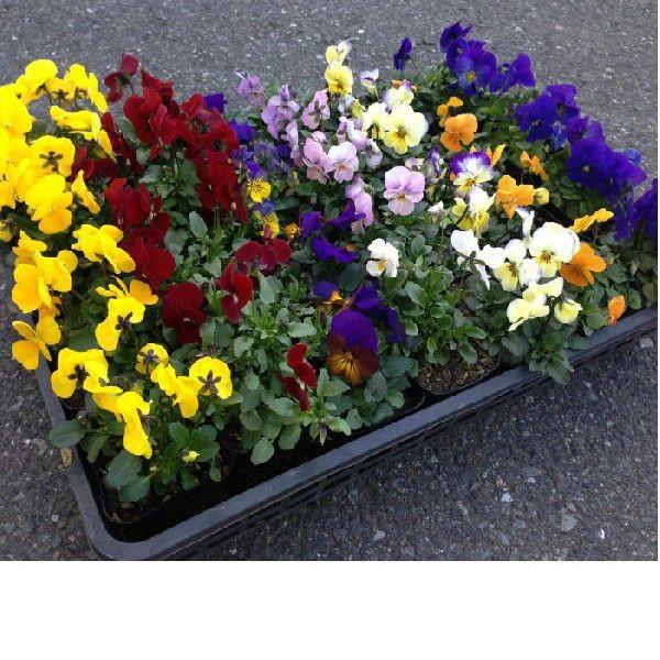 ビオラ入手品（mix）1箱24入りでの販売です。 : 花卸し吉岡花壇 - 通販