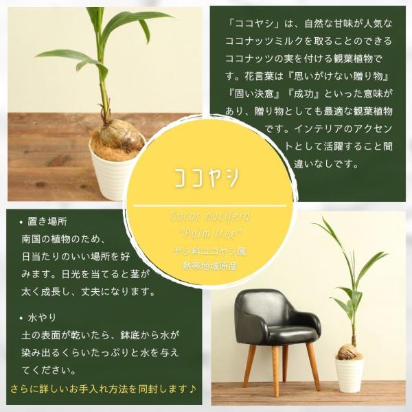 魅力的な 観葉植物 ココヤシ 7号 受け皿付き ココナッツ ヤシの木 南国 おしゃれ 観賞用 プレゼント お中元 Aynaelda Com