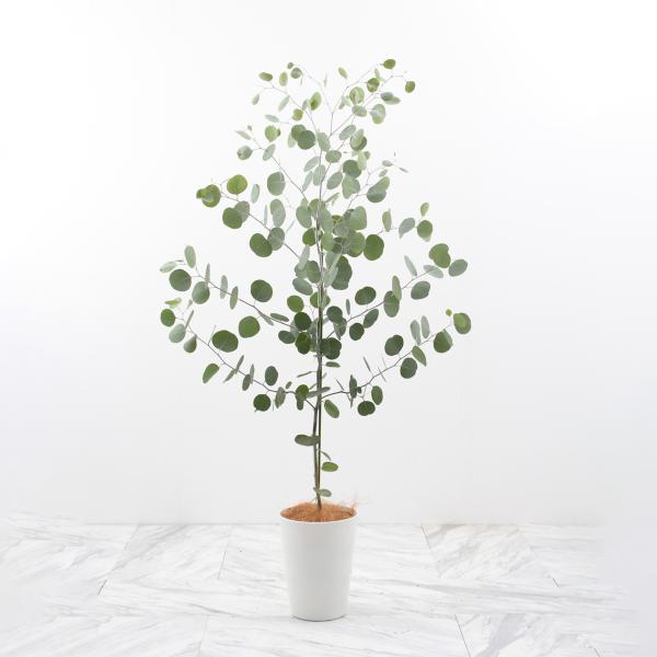 観葉植物 ユーカリ ポポラス 7号 受け皿付き ポリアンセモス ハートリーフ 観賞用 バレンタイン プレゼント 訳あり 苗木 おしゃれ