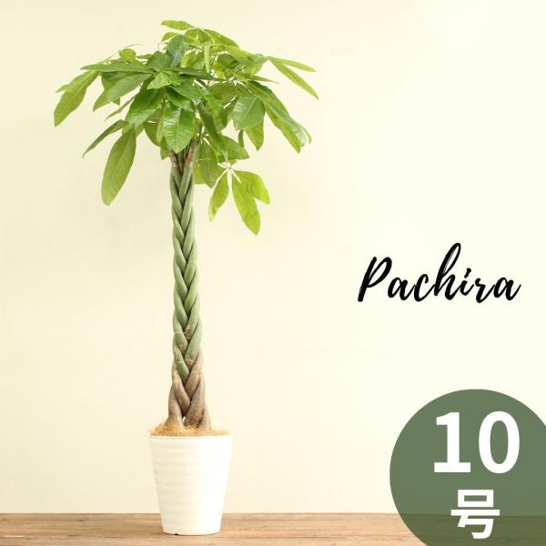 観葉植物 パキラ 10号 編み おしゃれ 大型 受け皿付 プレゼ インテリアグリーン 売れ筋アイテムラン ント バレンタイン