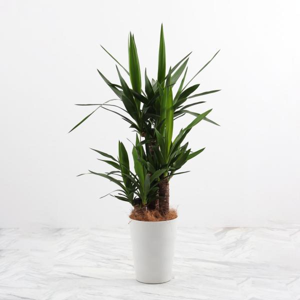商い 観葉植物 ユッカ 7号 おしゃれ 大型 インテリアグリーン 受け皿付 プレゼント お中元 Whitesforracialequity Org
