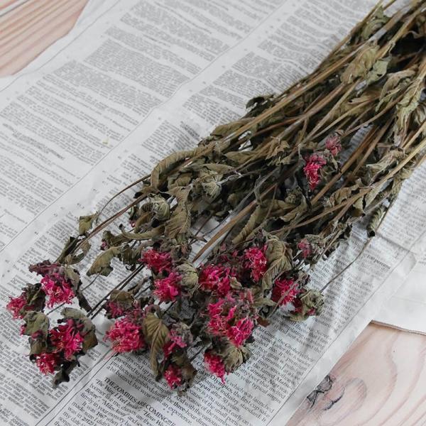 xKbg  i_ / kCY hCt[ ԍ [X  Y ޗ f i` CeA n[u sN