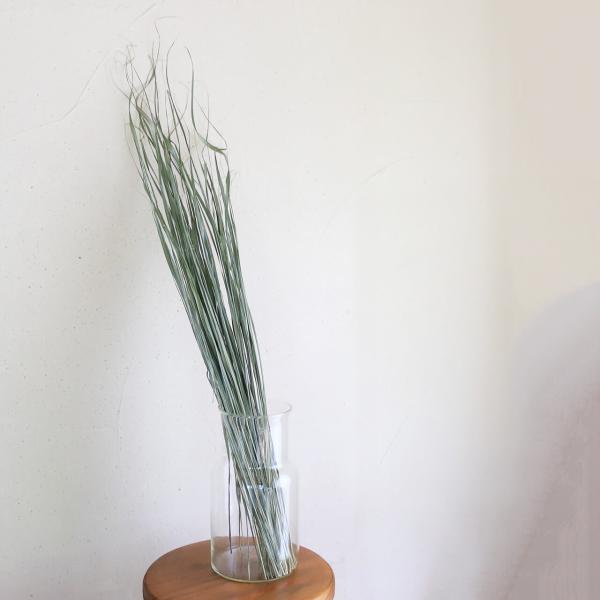 hanasichiyo_d-echinaceacr