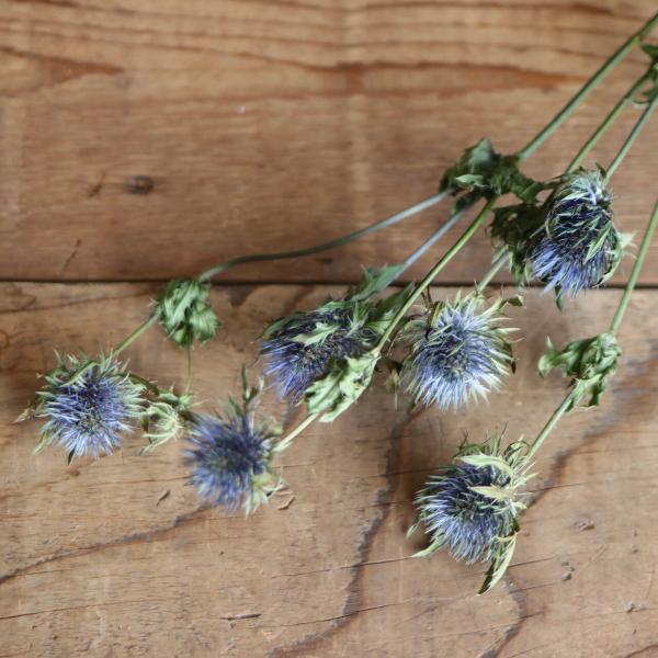 ツンツンとした花姿に、シックでグレイッシュな青みが美しいエリンジューム(エリンジウム)のドライフラワーです。マグネーターという存在感のある花が大きめの種類になります。一輪挿しにすっと挿したり、ラグラスやパンパスグラスなどの白い穂ものとあわせ...