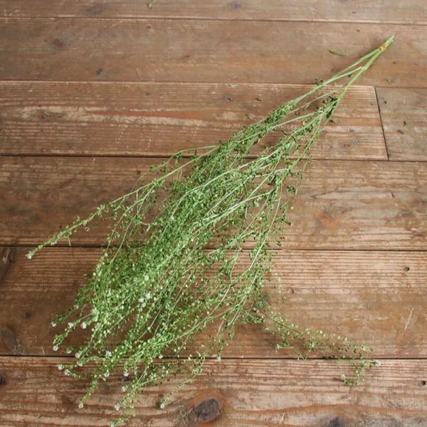 タラスピグリーンベル(なずな)ドライフラワー。春らしい小さな白い花と丸い小さな実(若実)がかわいいナチュラルな印象のグリーンです。ブーケやアレンジメントの花材にぴったりです。また、フラワーベースに活けたりバスケットに入れたり、そのまま壁につ...