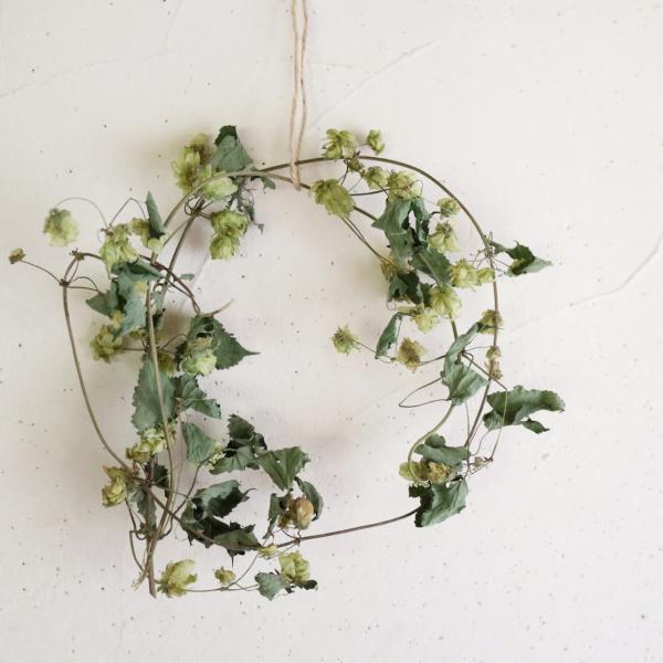 北海道産ホップのドライフラワーです。ふんわりとした毬花と自然なツルがナチュラルでおしゃれなグリーンです。くるりと丸めてリースのような感じに乾燥させました。野生種のホップならではの自然なグリーンがお部屋に優しい彩りを感じさせてくれます。そのま...
