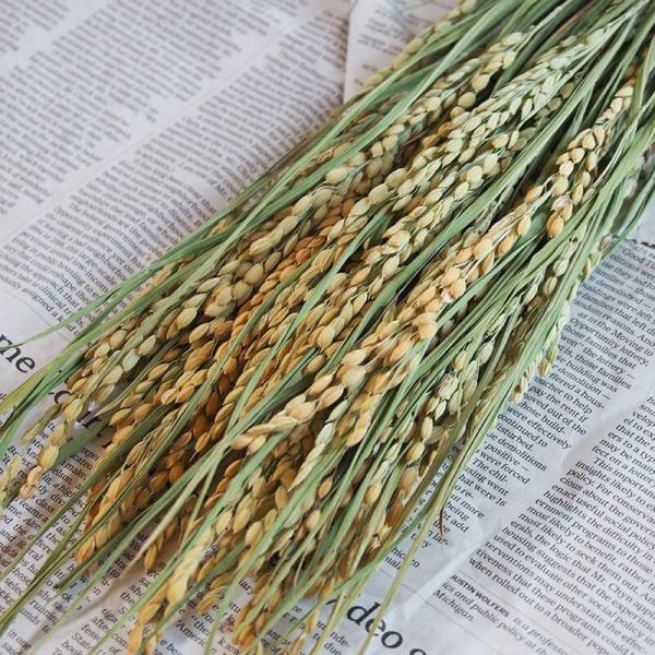  (  )/   / kCY hCt[ ԍ [X  Y ޗ f i` CeA fBXvC