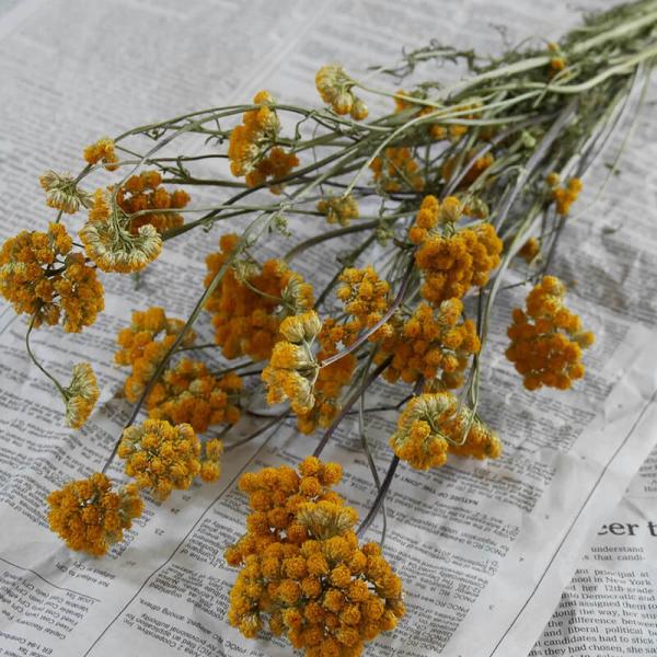 y hCt[ z [iX / kCY ԍ [X  ޗ f i` CeA F CG[