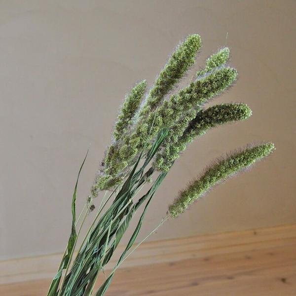 y hCt[ z Z^AubN / kCY  O[ i` fBXvC CeA ԍ  VbN O[