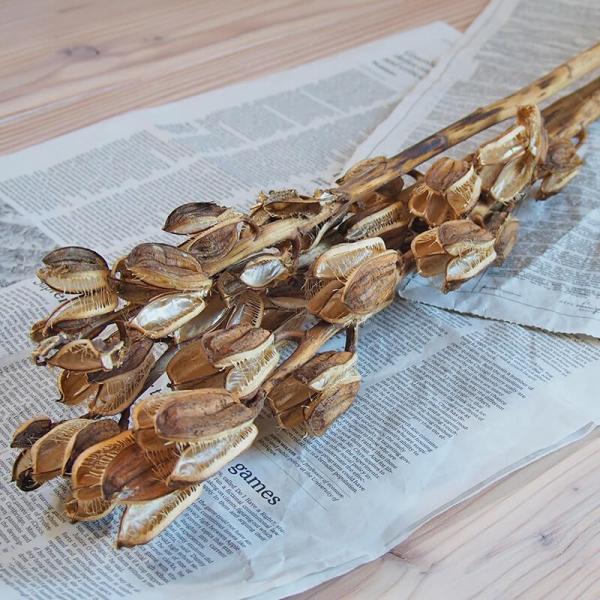 Eo ( WS ) / kCY hCt[ ԍ Y ޗ f i` CeA fBXvC {^jJ