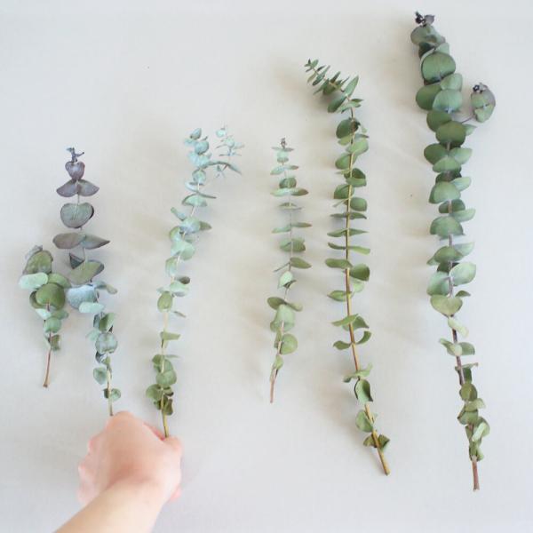 ユーカリのドライフラワー。銀世界という種類です。マットな質感の大き目の葉がかわいいです。ユーカリらしい香りがします。茎・葉がしっかりとしているのでユーカリの中でも葉落ちが少なめで飾りやすいです。色落ちや劣化も少なくて長く楽しめるので小物や雑...