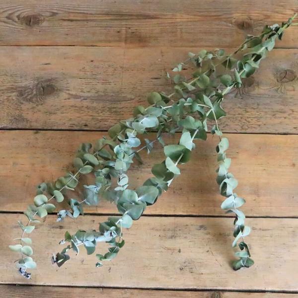 ユーカリ銀世界のドライフラワー。ボタニカルインテリアにぴったりな大枝ロング丈になります。マットな質感の大き目の葉がかわいいです。葉落ちも少ないので飾りやすいです。ユーカリらしい香りがします。ナチュラルなインテリアやボタニカルなディスプレイ、...