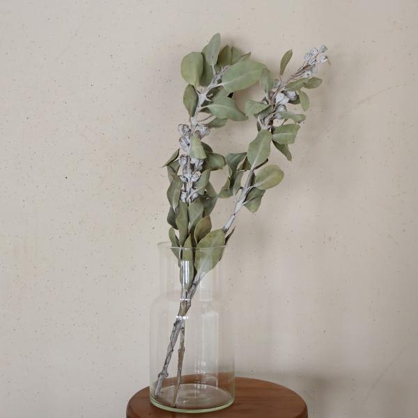 丈約65〜80cm 】ユーカリ テトラゴナナッツ L ロング / ドライ