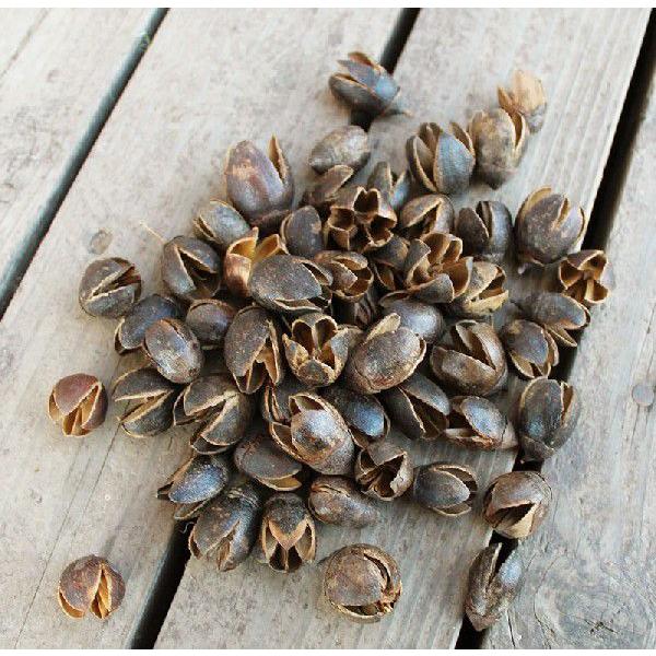 バクリ ナチュラル ドライフラワー 木の実 大地農園 Buyee Buyee 日本の通販商品 オークションの代理入札 代理購入