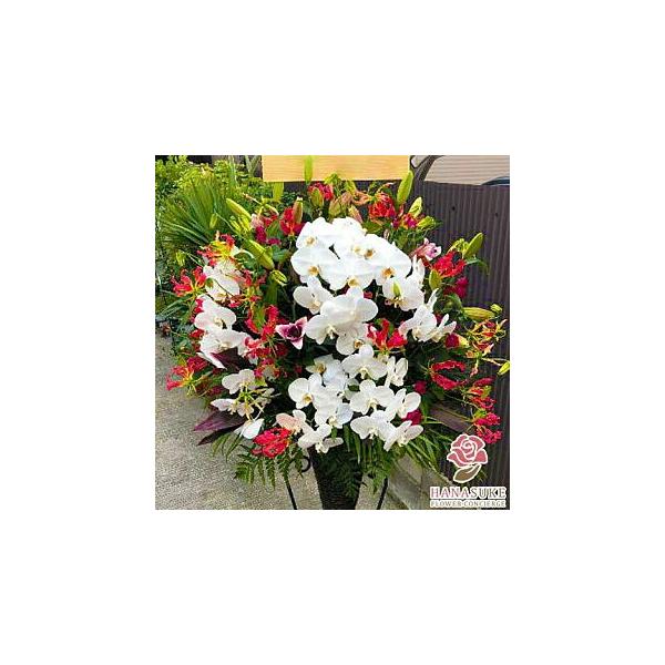 ԐF͑Iׂ25Fyz,D,摜,zySΉX^hԁzt[RVFWIԉ̂jX^h1i@50000~@