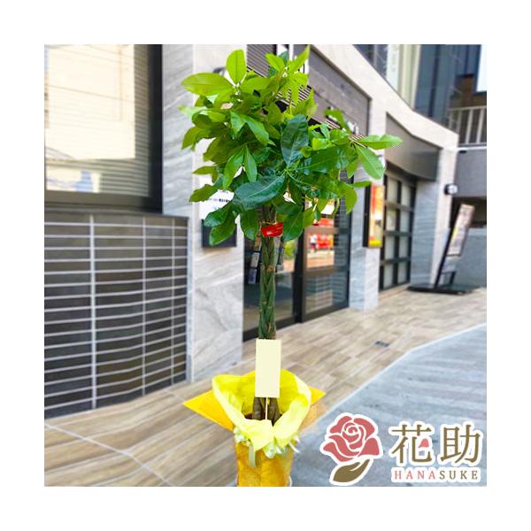 【観葉植物：パキラ】フラワーコンシェルジュが厳選した花屋の観葉植物　20000円　