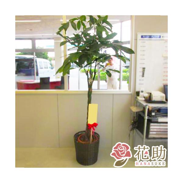 【おしゃれな鉢カバー付き観葉植物：パキラ】フラワーコンシェルジュが厳選した花屋の観葉植物　25000円　