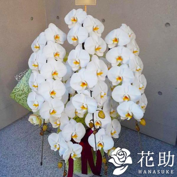 �y���ԉ����񂩂��n���͂��z�y����,���D,�摜�����z�S���z�B�E���������@�t�����[�R���V�F���W�������I�����ԉ��̌Ӓ���5�{�����@50�ֈȏ�y�r�z�@50000�~