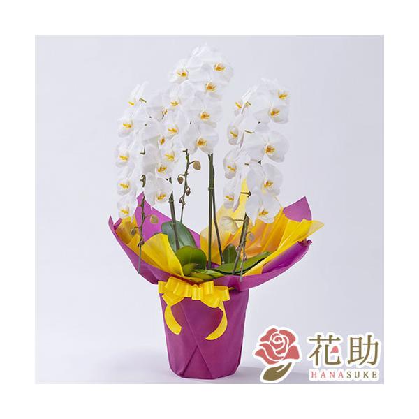 yԉ񂩂n͂zy,D,摜zSzBE@t[RVFWIԉ̌Ӓ3{@25ֈȏySz@20000~