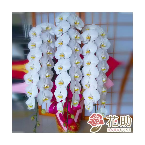 yԉ񂩂n͂zy,D,摜zSzBE@t[RVFWIԉ̌Ӓ3{@35ֈȏyMz@30000~