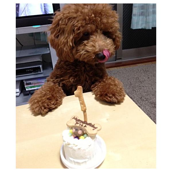 ペット 犬用 誕生日 ケーキ 無添加 通販 かわいい おしゃれ 小型犬向け お肉のプチケーキ ハッピープチミート デコレーションケーキ Buyee Servis Zakupok Tretim Licom Buyee Pokupajte Iz Yaponii