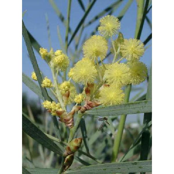 植木 盆栽 アカシアの人気商品 通販 価格比較 価格 Com