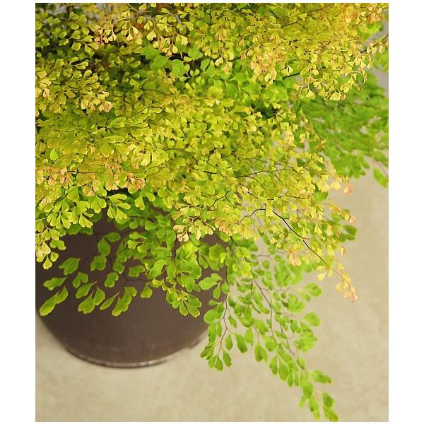 アジアンタム 観葉植物 観葉植物の人気商品 通販 価格比較 価格 Com