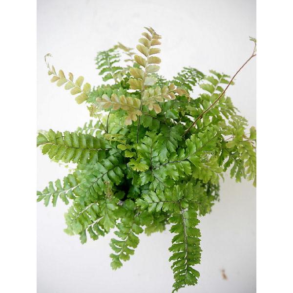 アジアンタム プベスケンス プベッセンス ３号 Adiantum Pubescens 緑の風yamashoku ヤフー店 通販 Yahoo ショッピング
