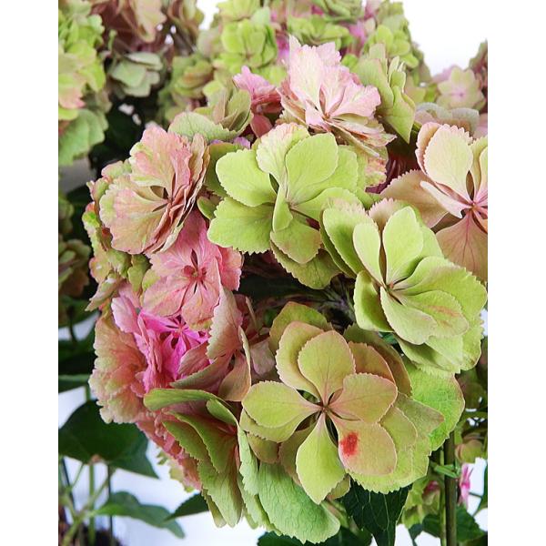 秋色 アジサイ 生花の人気商品 通販 価格比較 価格 Com