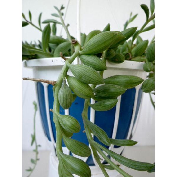 アーモンドネックレス 緑の鈴 ５号吊り鉢 Almond Necklace 緑の風yamashoku ヤフー店 通販 Yahoo ショッピング