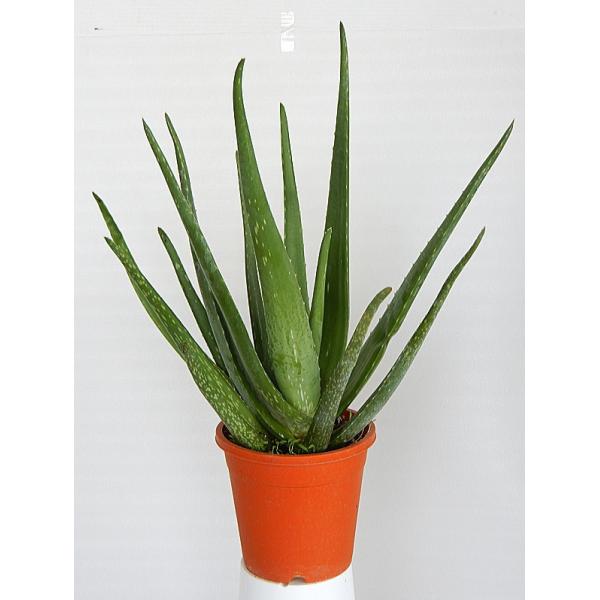 観葉植物 アロエ 5号の人気商品 通販 価格比較 価格 Com
