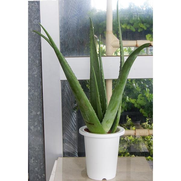 観葉植物 アロエベラの人気商品 通販 価格比較 価格 Com