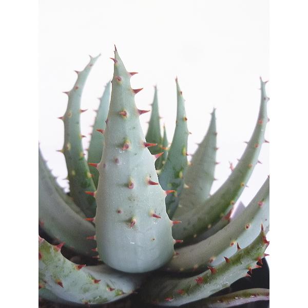 アロエ ペグレラエ ５号 Aloe Peglerae 緑の風yamashoku ヤフー店 通販 Yahoo ショッピング