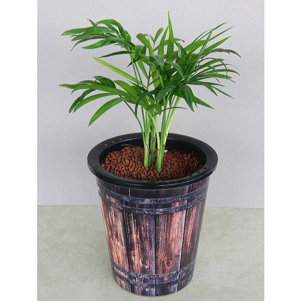 観葉植物 テーブル ヤシの人気商品 通販 価格比較 価格 Com