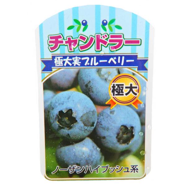 植木 盆栽 ブルーベリーの人気商品 通販 価格比較 価格 Com