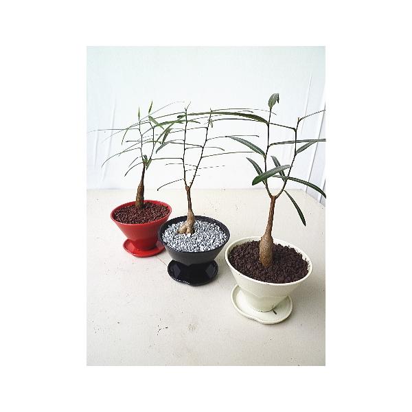 ブラキキトン 細葉 ボトルツリー ルペストリス ５号鉢 Brachychiton 緑の風yamashoku ヤフー店 通販 Yahoo ショッピング