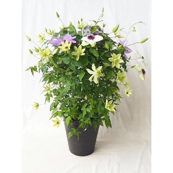 クレマチス ４ ５品種の寄せ植え ７号 同梱不可 Clematis Mix 緑の風yamashoku ヤフー店 通販 Yahoo ショッピング
