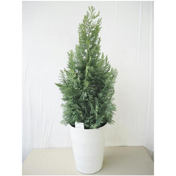 コニファー サマースノー ８号 庭木 植木 常緑樹 Conifer 同梱不可 Conifer Summersnow 緑の風yamashoku ヤフー店 通販 Yahoo ショッピング