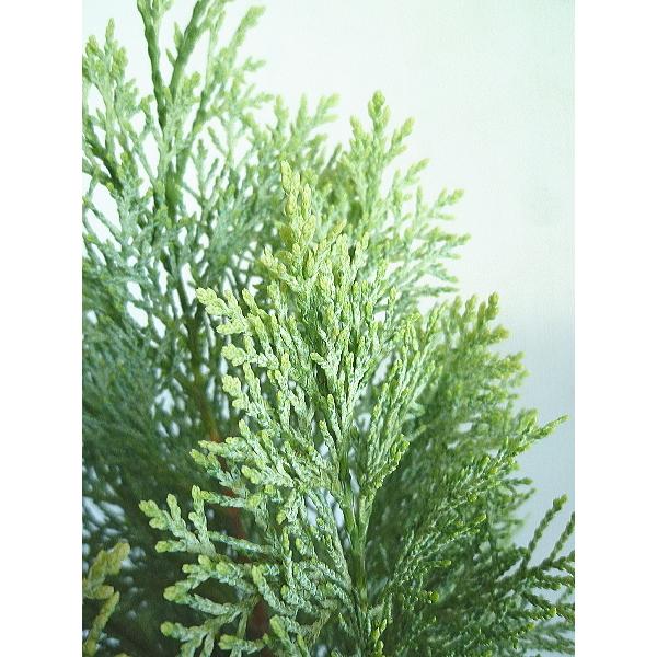 コニファー サマースノー 3 5号 Conifer Summersnow Size3 緑の風yamashoku ヤフー店 通販 Yahoo ショッピング