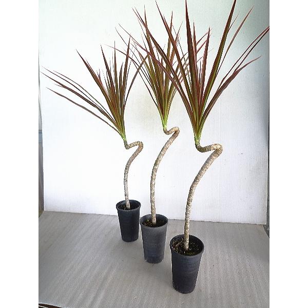 観葉植物 コンシンネ レインボーの人気商品 通販 価格比較 価格 Com