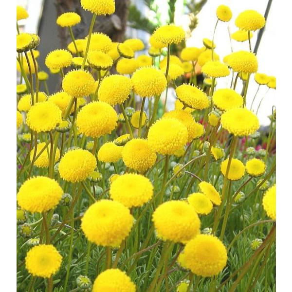 コツラ バルバータ 花ほたる ハナホタル 3 5号 福花園 Cotula Hanahotaru 緑の風yamashoku ヤフー店 通販 Yahoo ショッピング