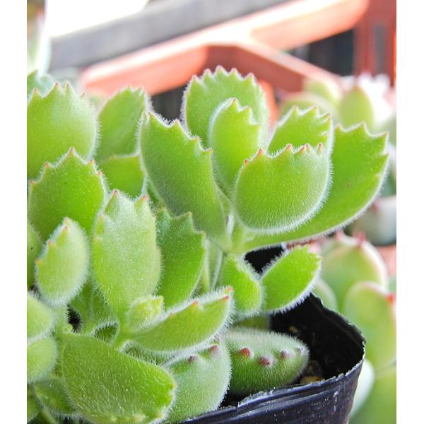 観葉植物 多肉植物 熊童子の人気商品 通販 価格比較 価格 Com