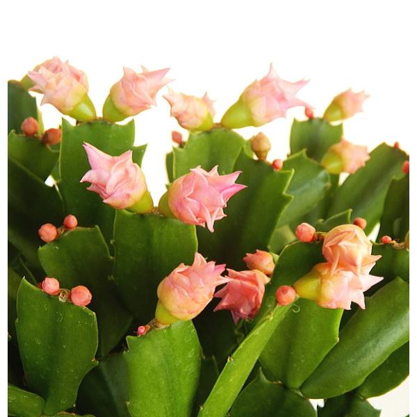 デンマークカクタス 変わり咲き種 ピンクローズ（5号 ...