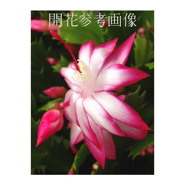 デンマークカクタス トーアニレ 3 5 4号鉢 シャコバサボテン 開花調整株 年末 年明けごろに自然開花予定 Denmark To Anire4 緑の風yamashoku ヤフー店 通販 Yahoo ショッピング