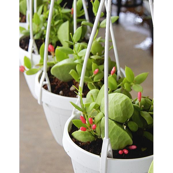 観葉植物 カンガルーポケットの人気商品 通販 価格比較 価格 Com