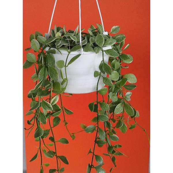 観葉植物 ディスキディアの人気商品 通販 価格比較 価格 Com