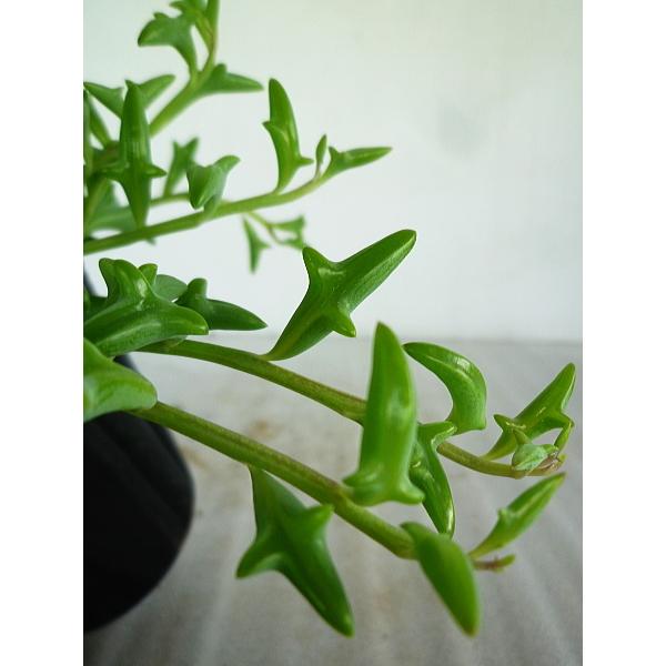 ドルフィンネックレス ペレグリヌス 6号吊り鉢 Dolphinnecklace 緑の風yamashoku ヤフー店 通販 Yahoo ショッピング