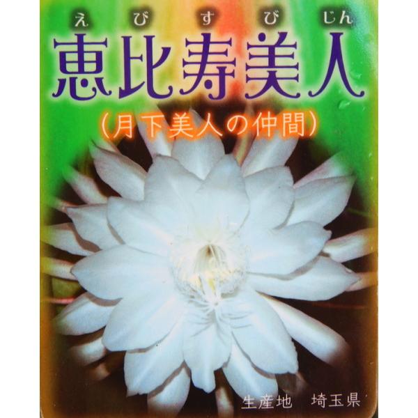 孔雀サボテン交配種 恵比寿美人 ５号 花なし 開花見込み株 月下美人の仲間 Buyee Buyee Japanese Proxy Service Buy From Japan Bot Online